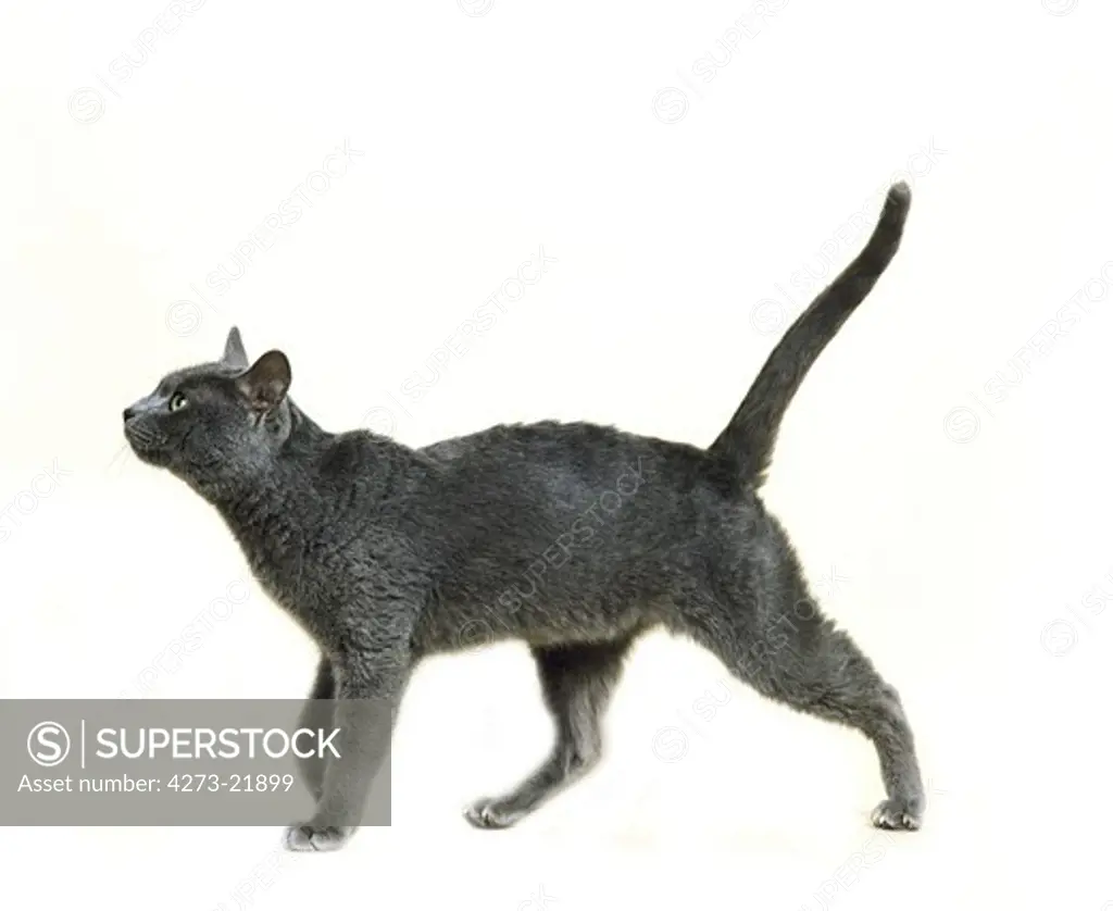 Korat Domestic Cat