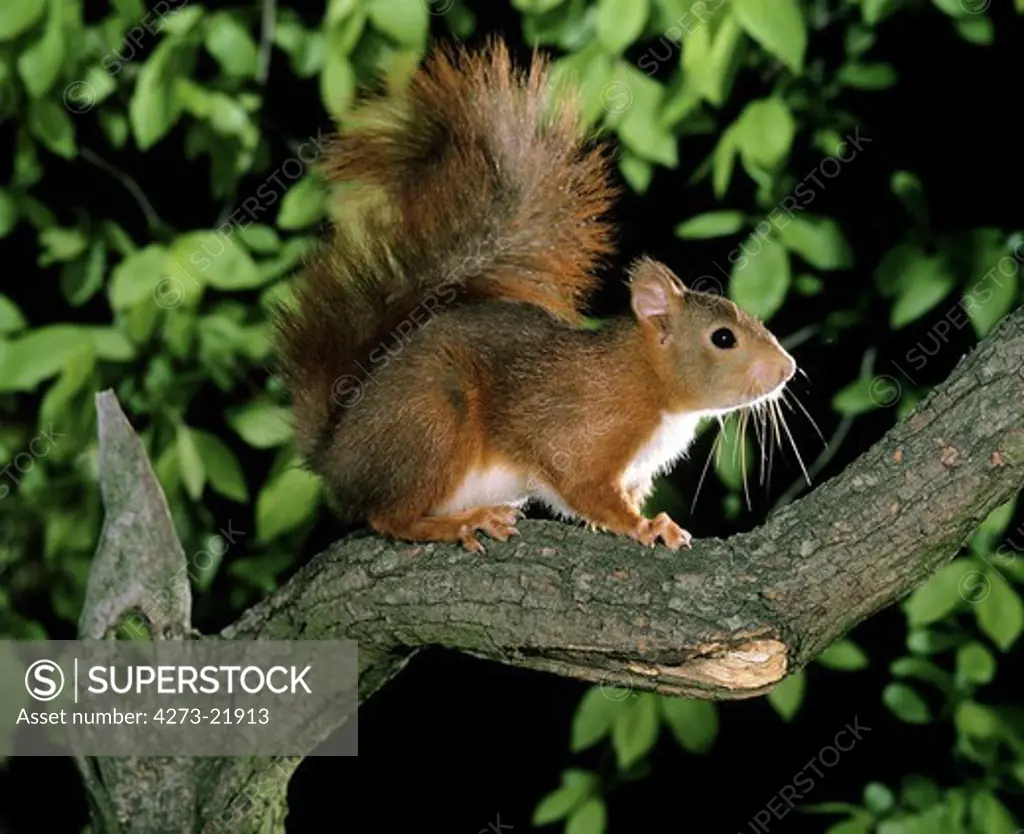 Red Squirrel, sciurus vulgaris, Male standing on Branch
