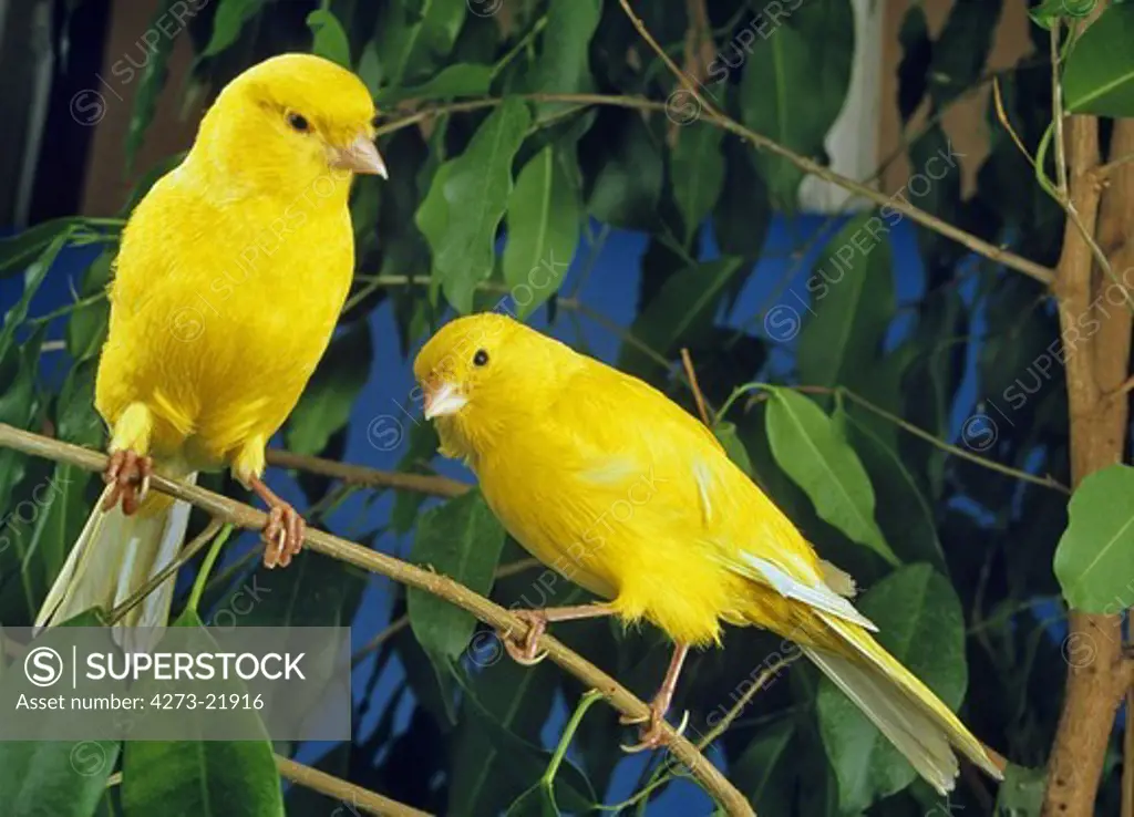 Yellow Canaries, serinus canaria  standing on Branch
