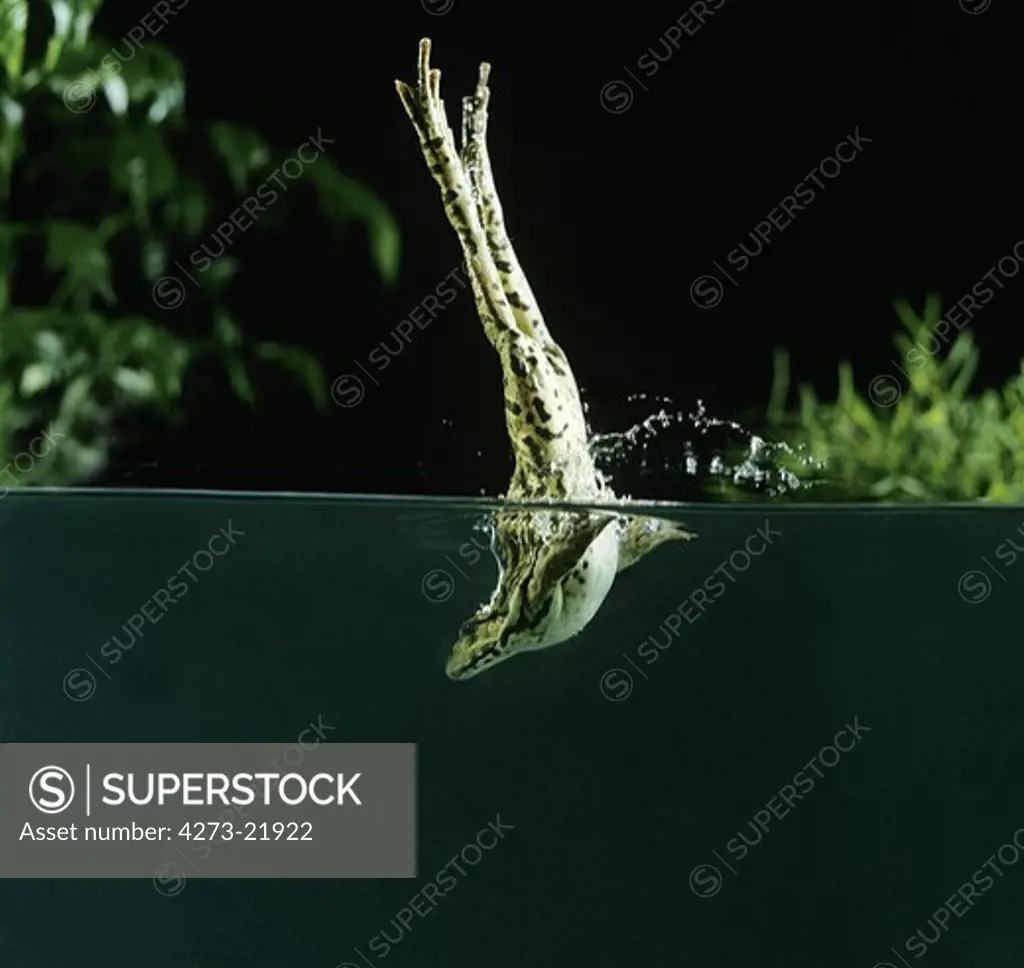 Edible Frog or Green Frog, rana esculenta, Adult leaping into Water