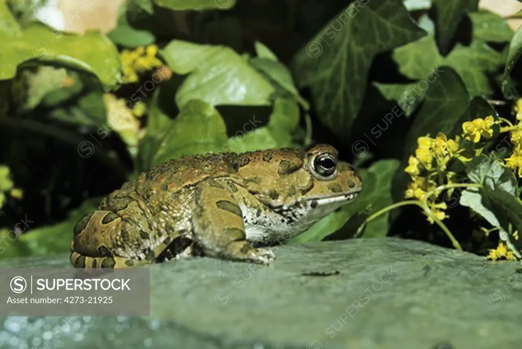 Green Toad, bufo viridis, Adult