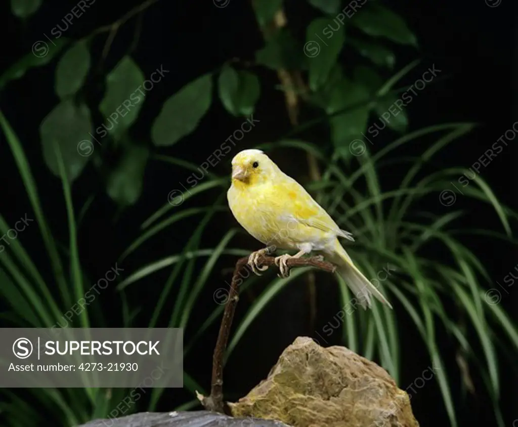 Malinois Canary or Song Canary, serinus canaria