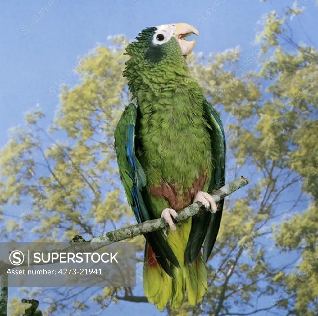 Hispaniolan Parrot, amazona ventralis, Adult standing on Branch, Calling