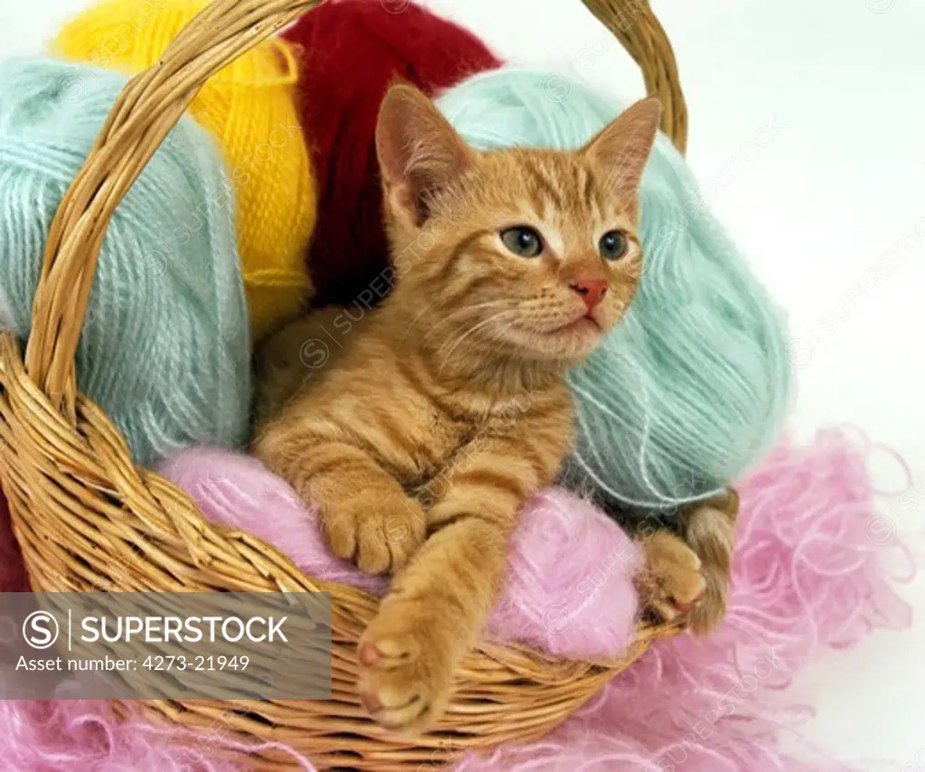 Red Tabby Domestic Cat, Kitten laying in Wool