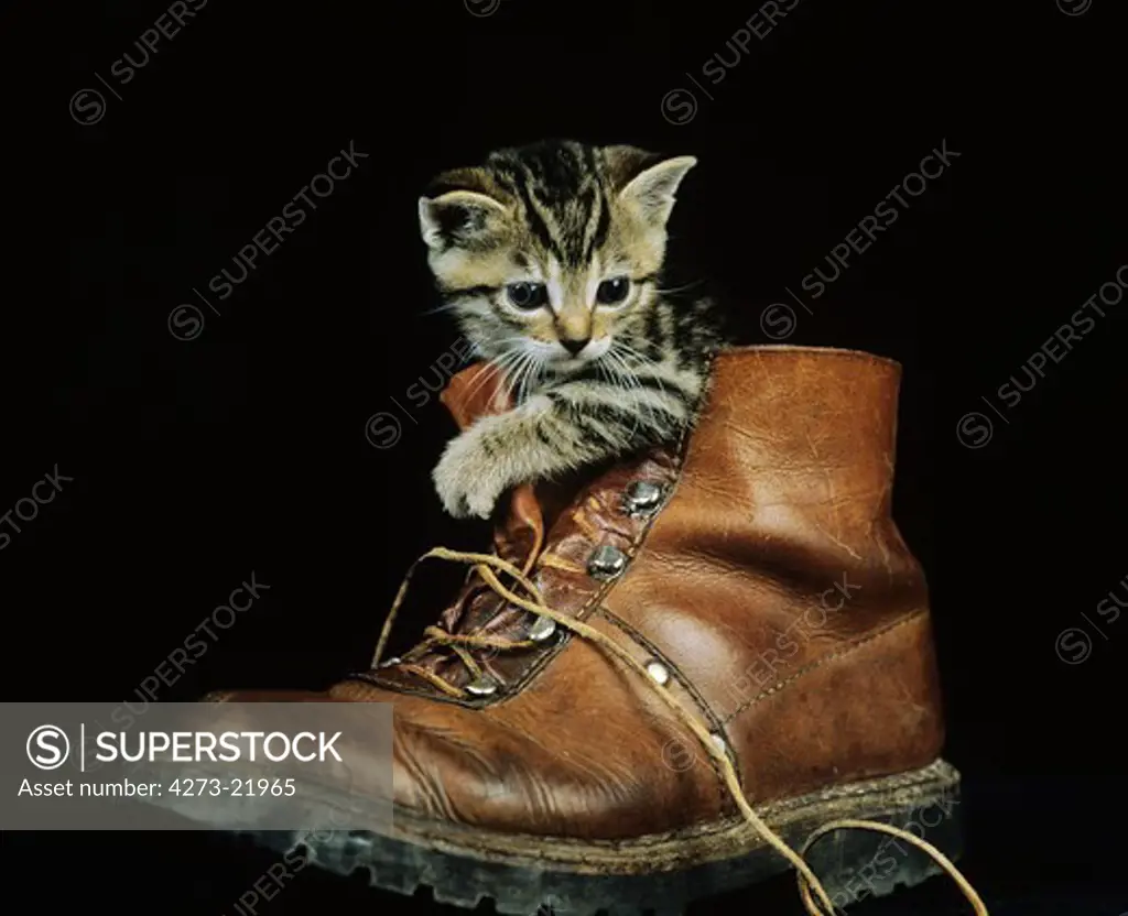 Brown Tabby Domestic Cat, Kitten playing in Shoe