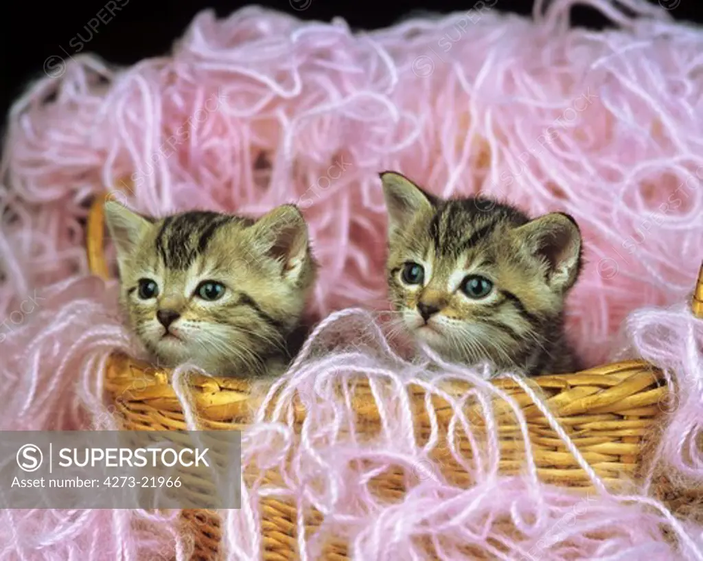 Silver Tabby Domestic Cat, Kittens in Wool