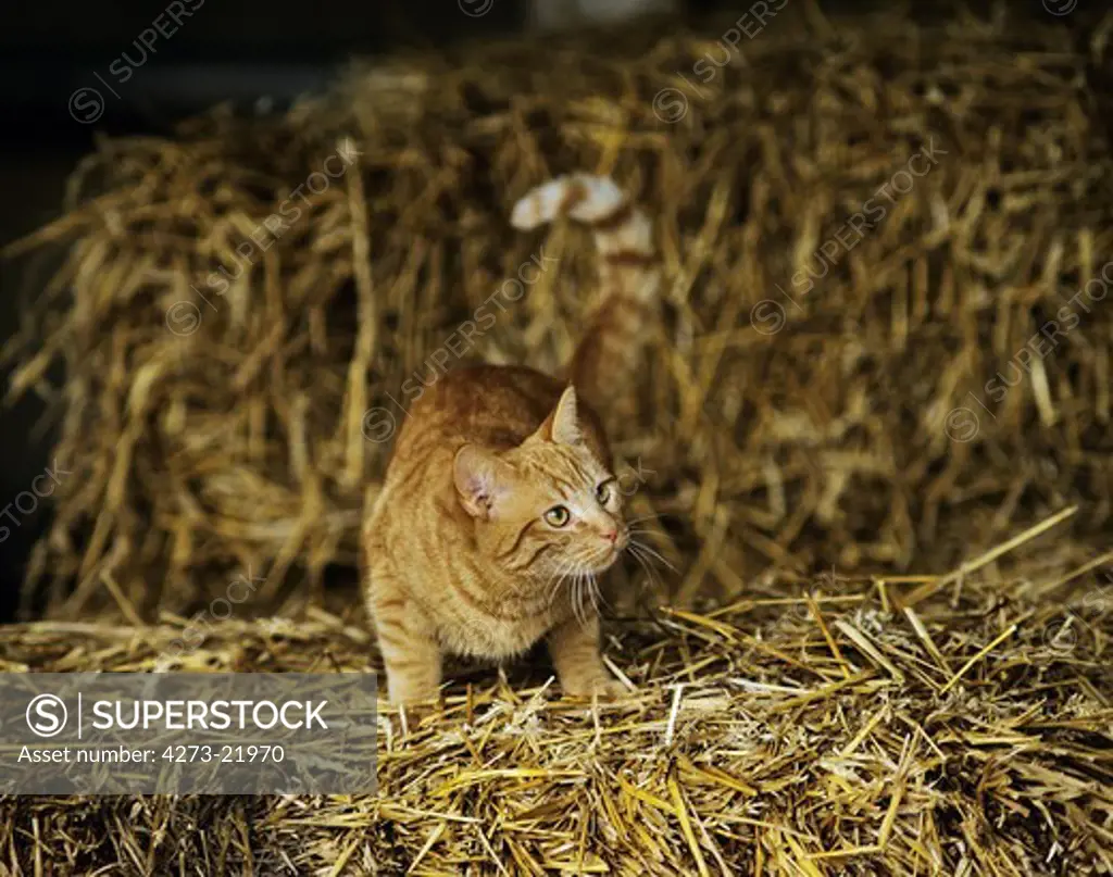Red Tabby Domestic Cat standing on Straw
