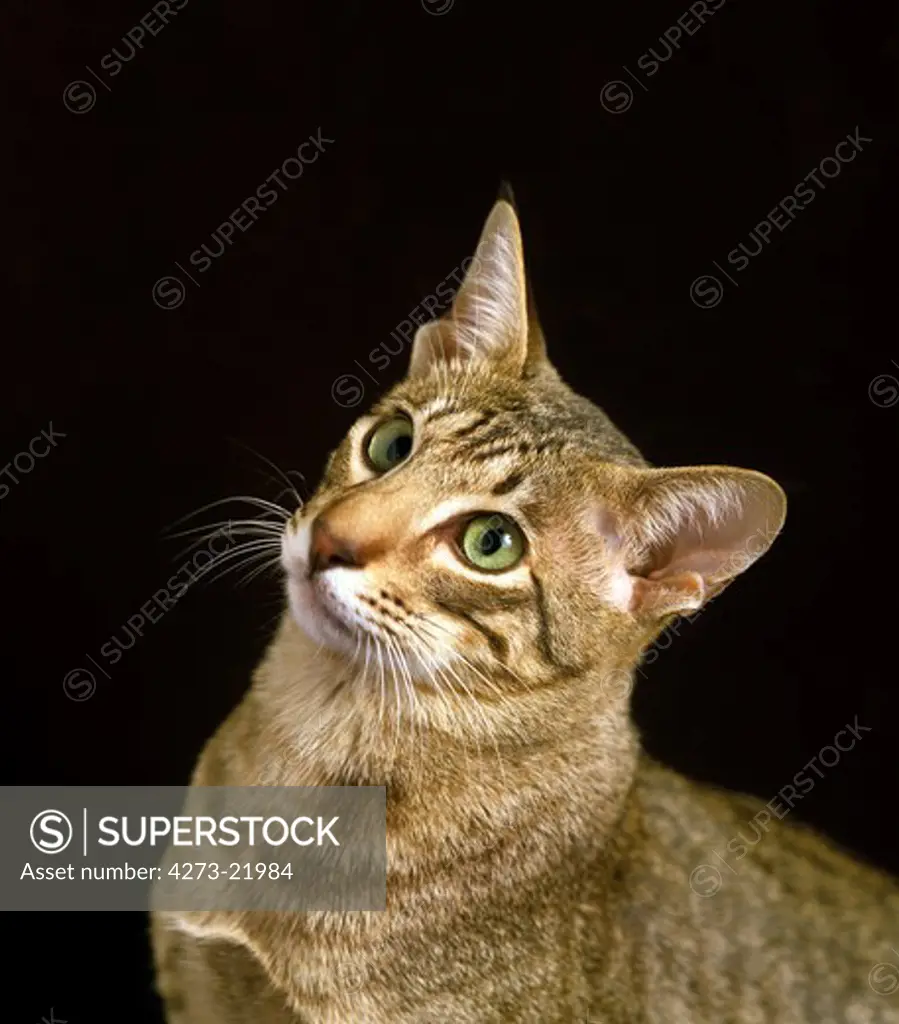 Egyptian Mau Domestic Cat, Portrait of Adult
