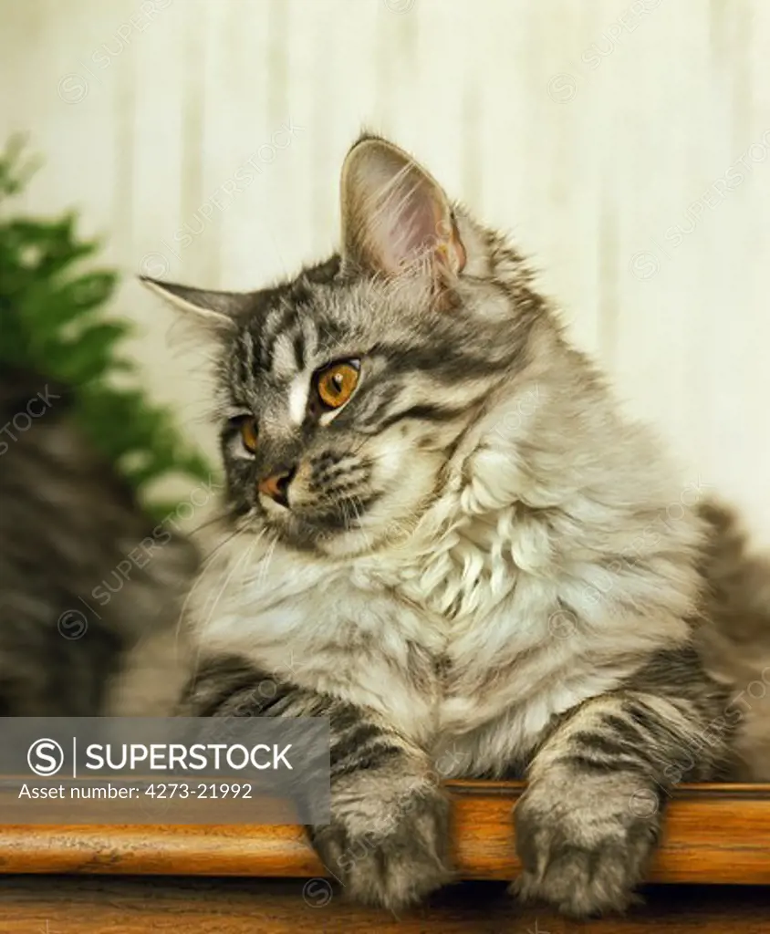 Silver Tabby Maine Coon Domestic Cat