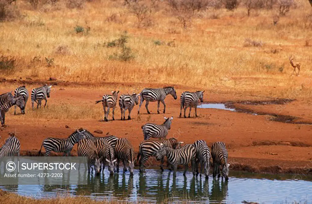 Burchell'S Zebra, Equus Burchelli, Herd Drinking At Water Hole, Masai Mara Park In Kenya