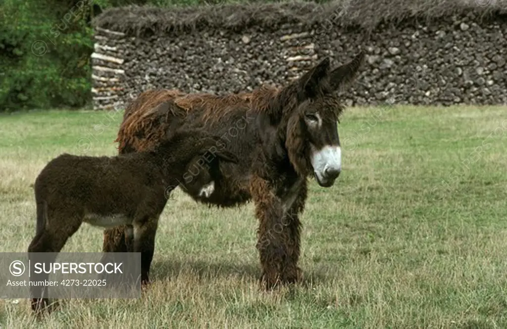 Poitou Donkey or Baudet du Poitou, Mother with Foal