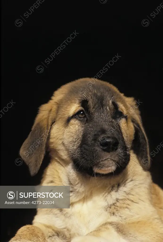 Anatolian Shepherd Dog or Coban Kopegi, Portrait of Pup against Black Background