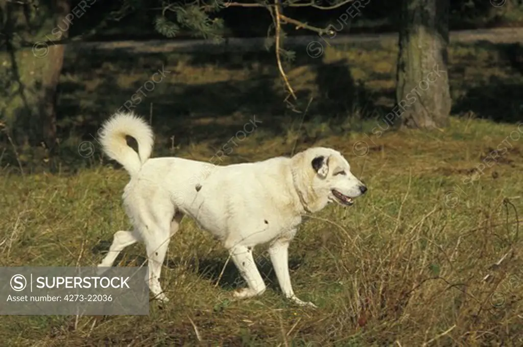 Anatolian Shepherd Dog or Coban Kopegi