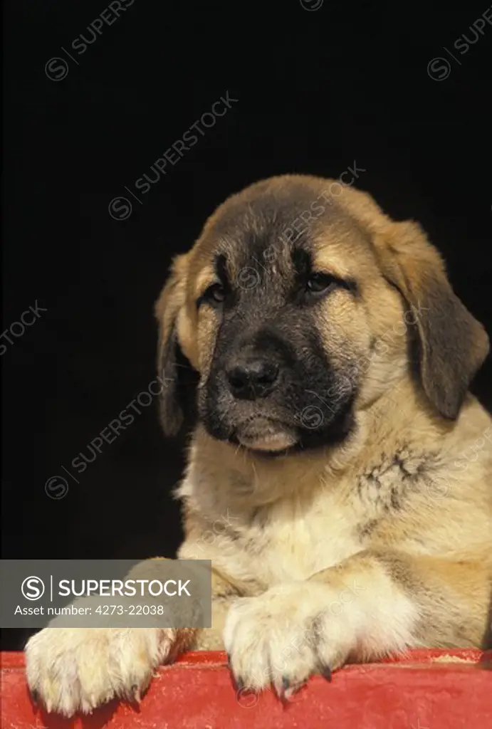 Anatolian Shepherd Dog or Coban Kopegi, Portrait of Pup