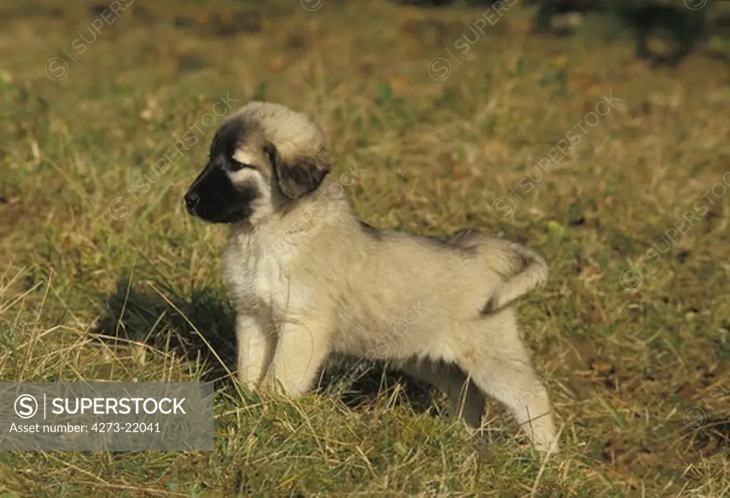 Anatolian Shepherd Dog or Coban Kopegi, Pup