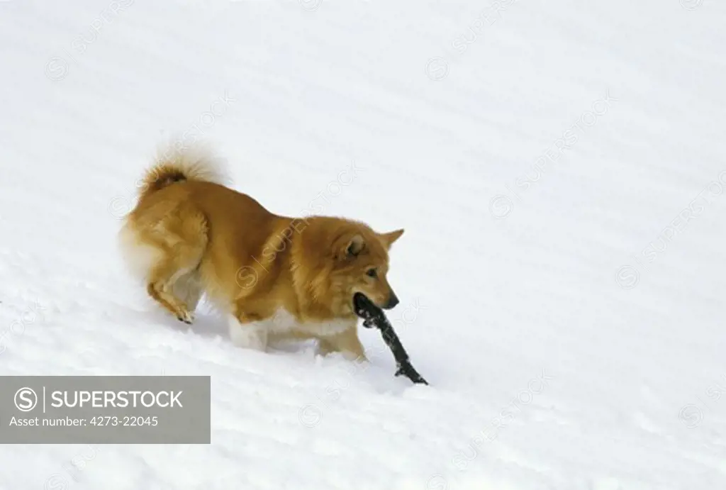 Iceland Dog or Icelandic Sheepdog playing in Snow with a Stick of Wood