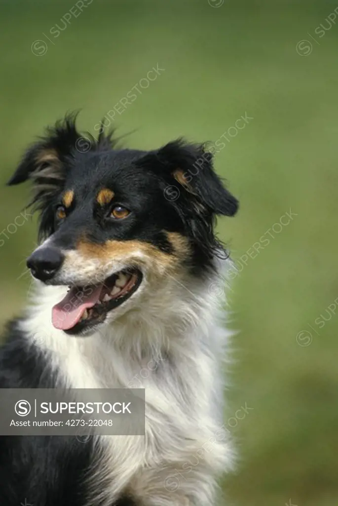 Portrait of Border Collie Dog