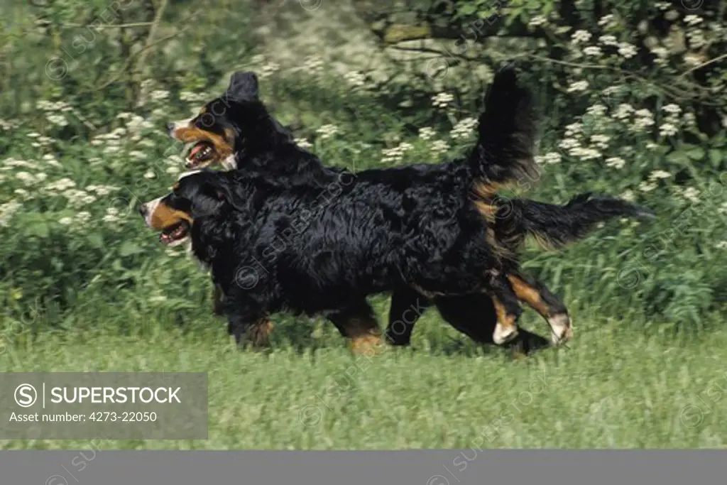Bernese Mountain Dog, Adults running