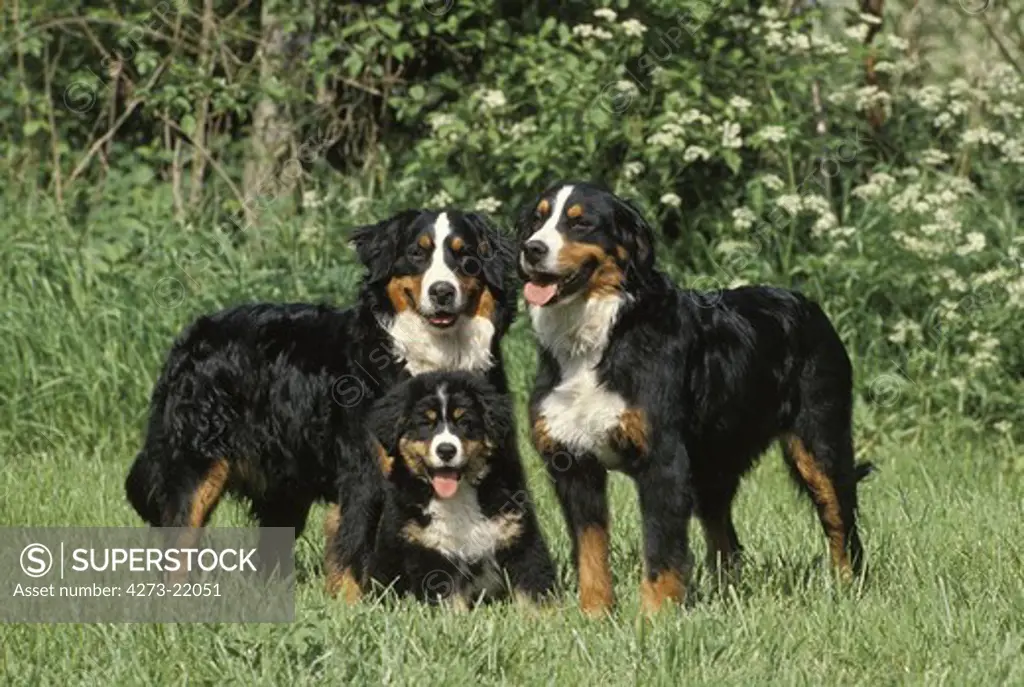 Bernese Mountain Dog, Group standing on Grass
