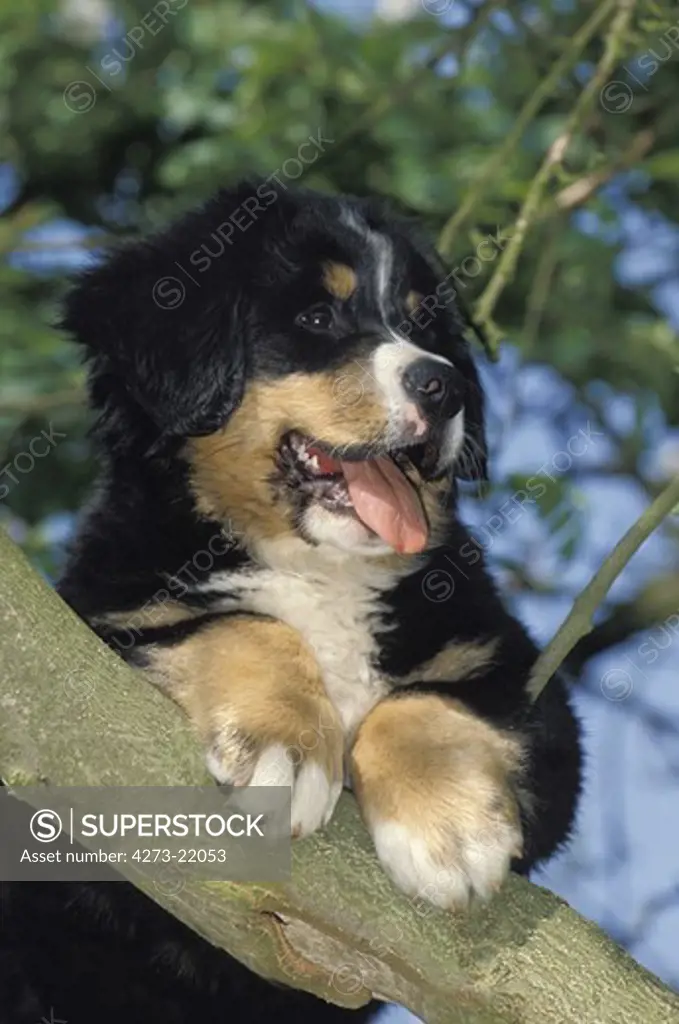 Bernese Mountain Dog, Pup in a Tree