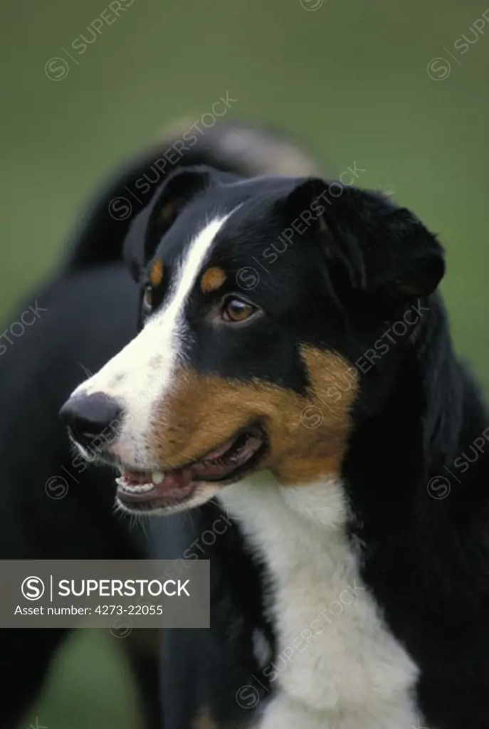 Portrait of Appenzell Mountain Dog