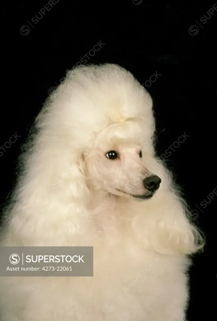White Giant Poodle, Portrait  against Black Background