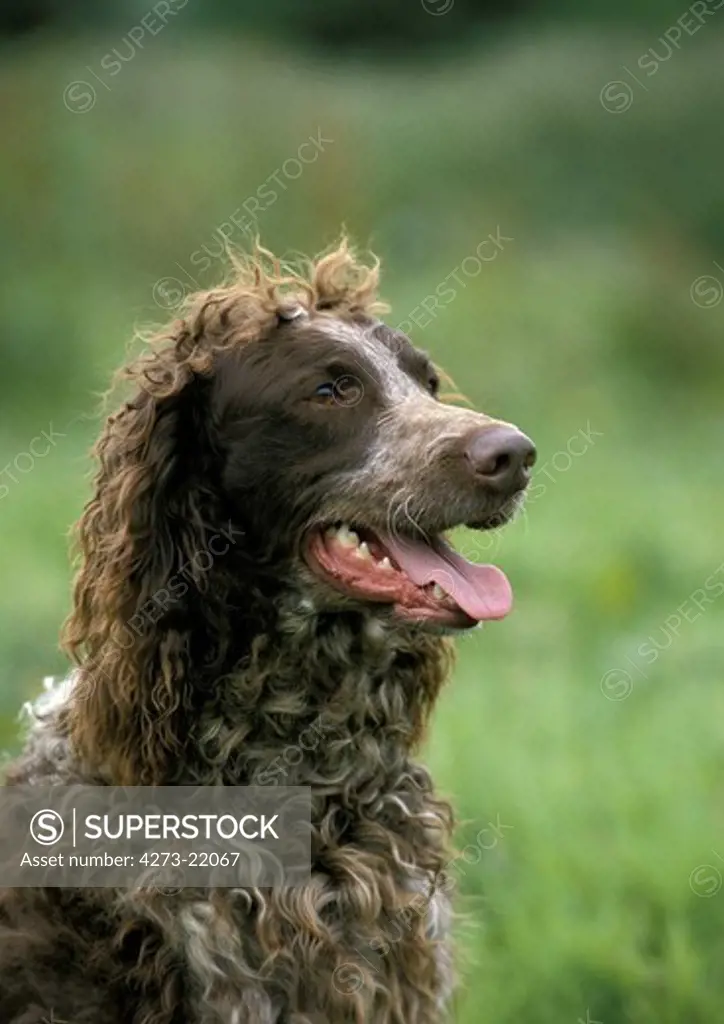 Pont Audemer Spaniel Dog, Portrait of Adult with Tongue out