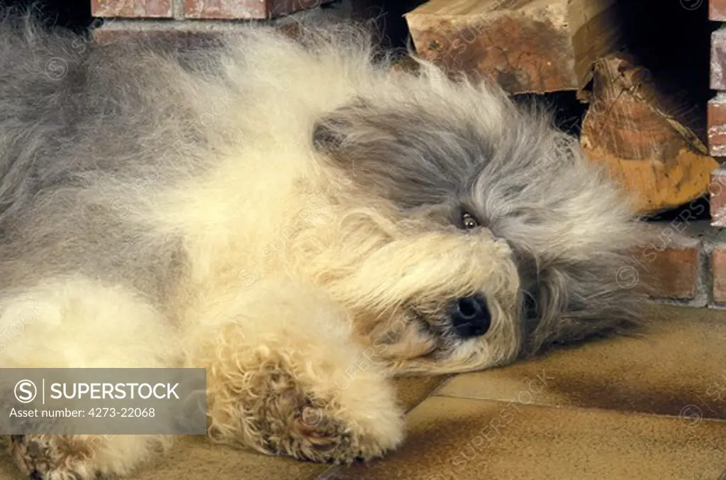 Bobtail Dog or Old English Sheepdog sleeping in Front of  Fire place