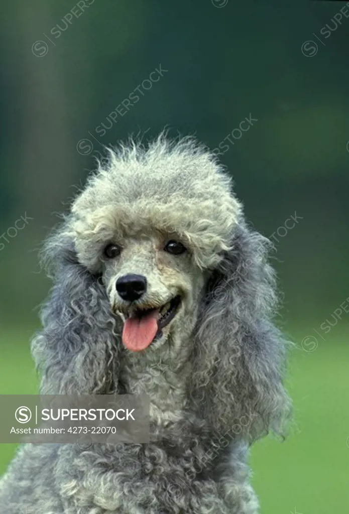 Grey Standard Poodle Dog, Portrait with Tongue out
