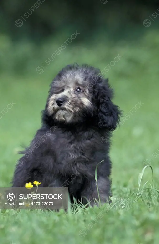 Grey Standard Poodle Dog, Pup