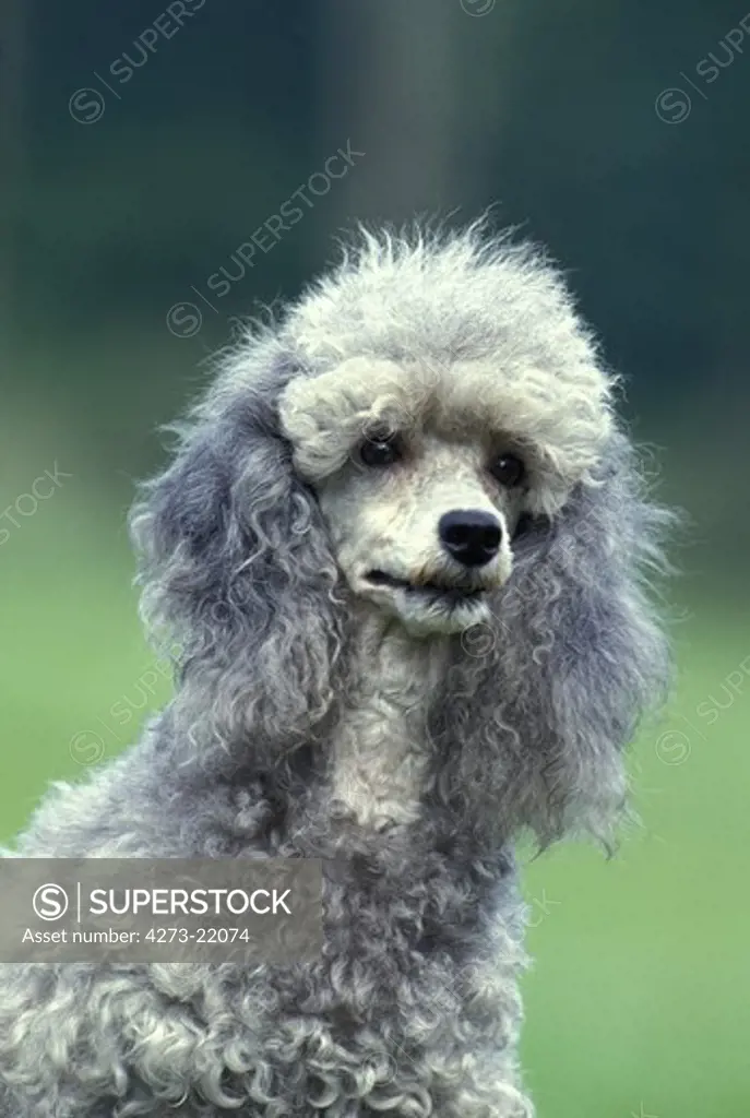Grey Standard Poodle Dog, Portrait