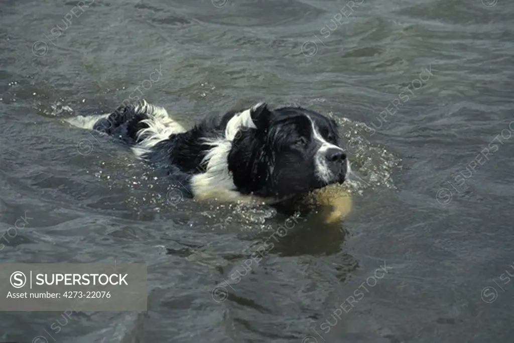 Landseer Dog,  Adult swimming