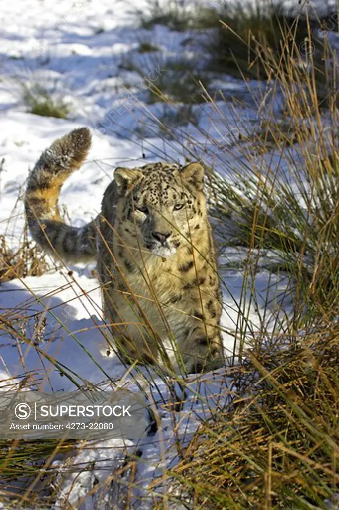 Snow Leopard or Ounce, uncia uncia, Adult standing on Snow