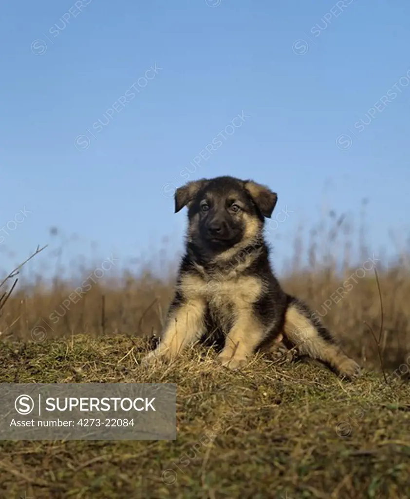 German Shepherd Dog, Pup