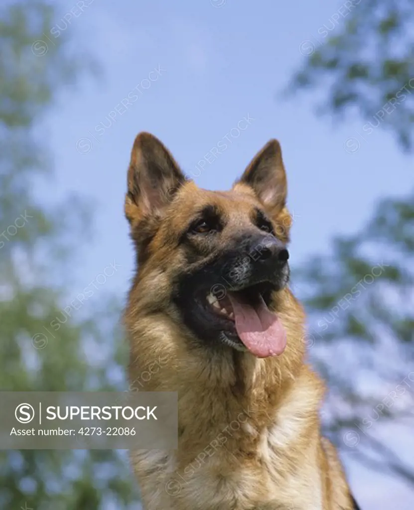 German Shepherd Dog, Portrait of Adult with tongue out