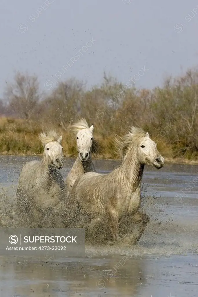 Camargue Horse, Herd standing in Swamp, Saintes Maries de la Mer in South East of France