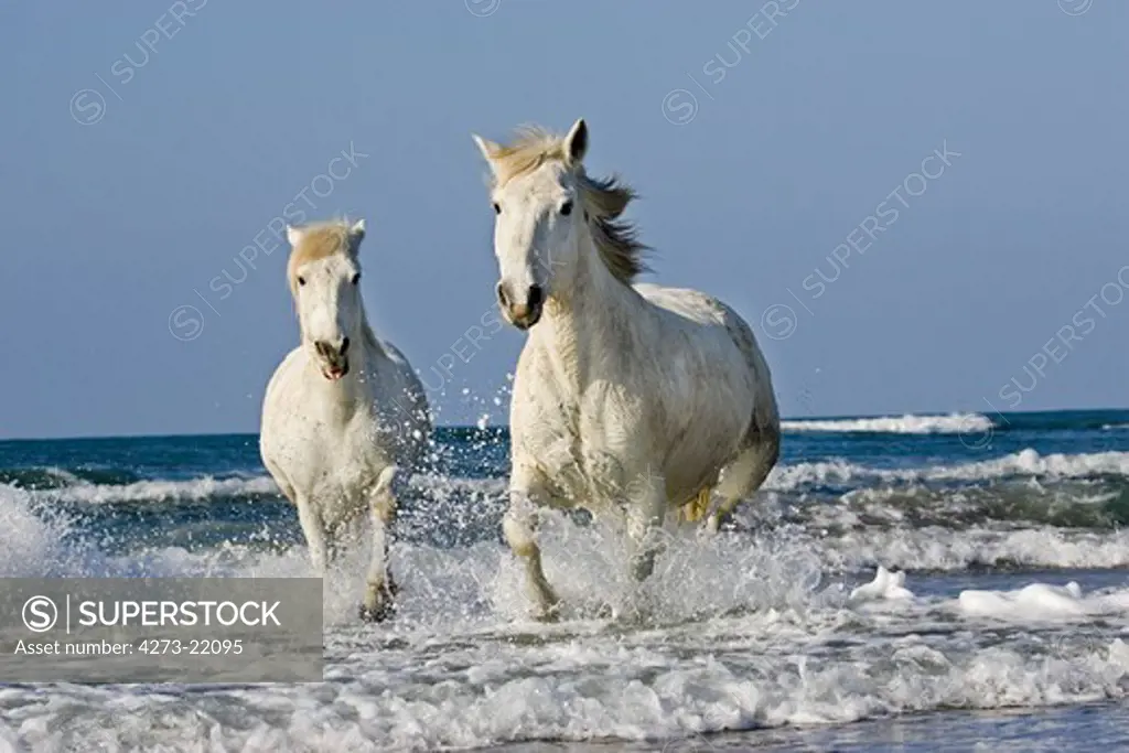 Camargue Horse, Galloping on Beach, Saintes Maries de la Mer in South East of France