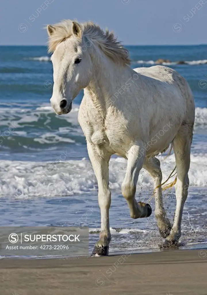 Camargue Horse, Adult walking on Beach, Saintes Maries de la Mer in South East of France