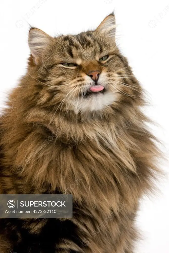 Angora Domestic Cat, Portrait of Male with tongue out against White Background
