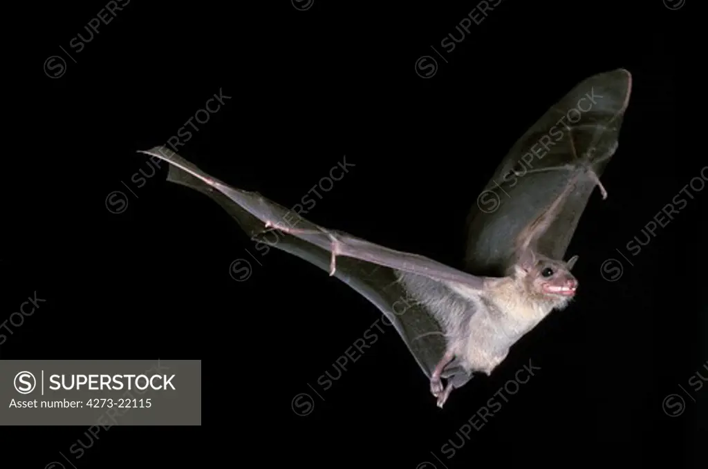 Mouse-Eared Bat, myotis myotis, Adult in Flight against Black Background