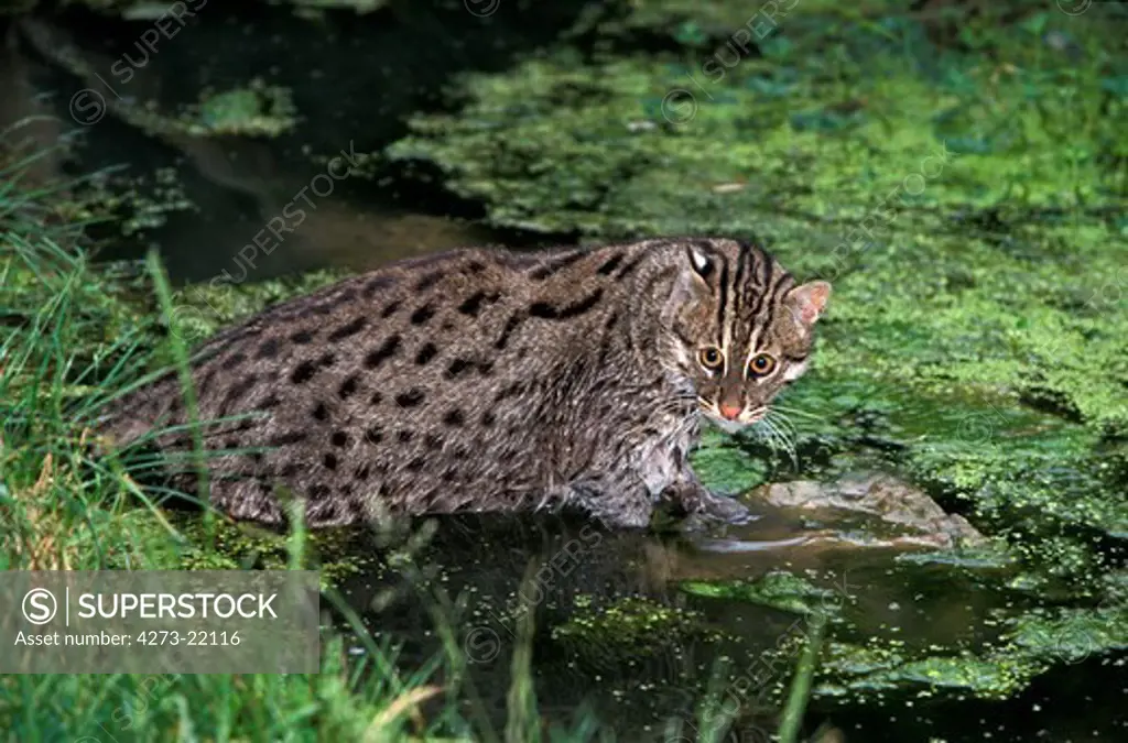 Fishing Cat, prionailurus viverrinus, Adult entering Water