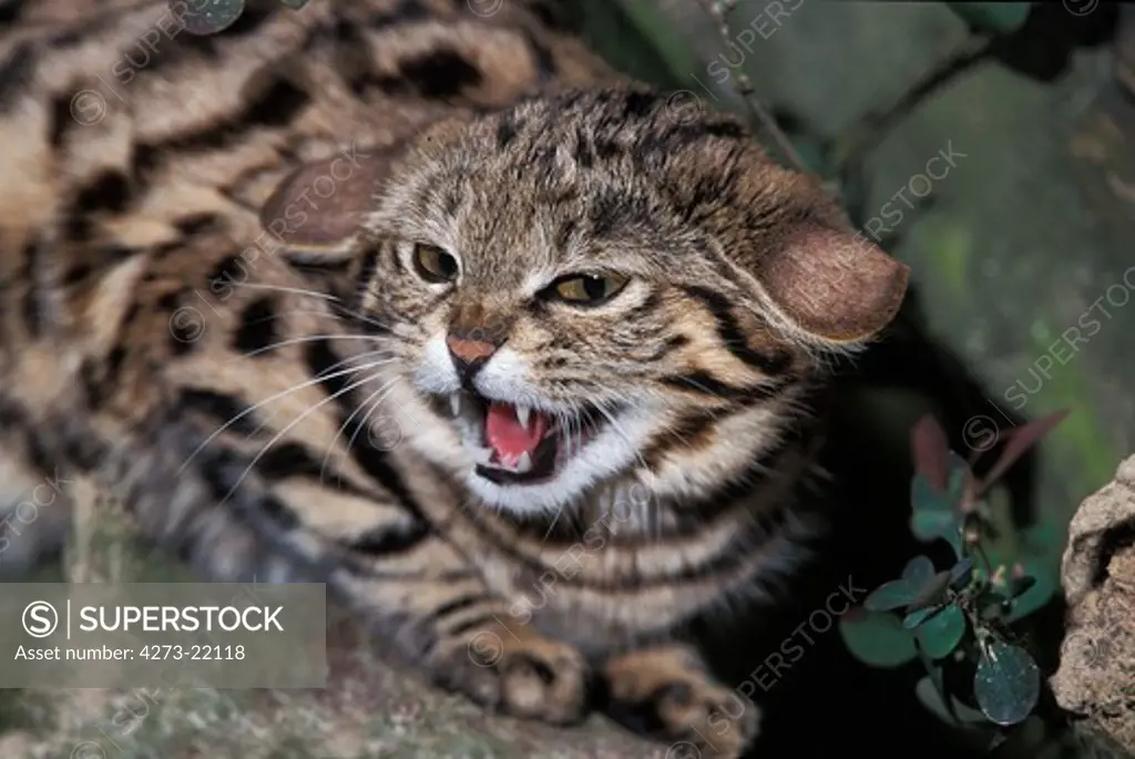 Black-Footed Cat, felis nigripes, Adult Snarling, in Defensive Posture