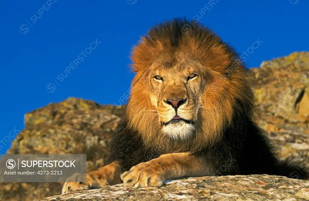 African Lion, Panthera Leo, Male Laying On Rocks