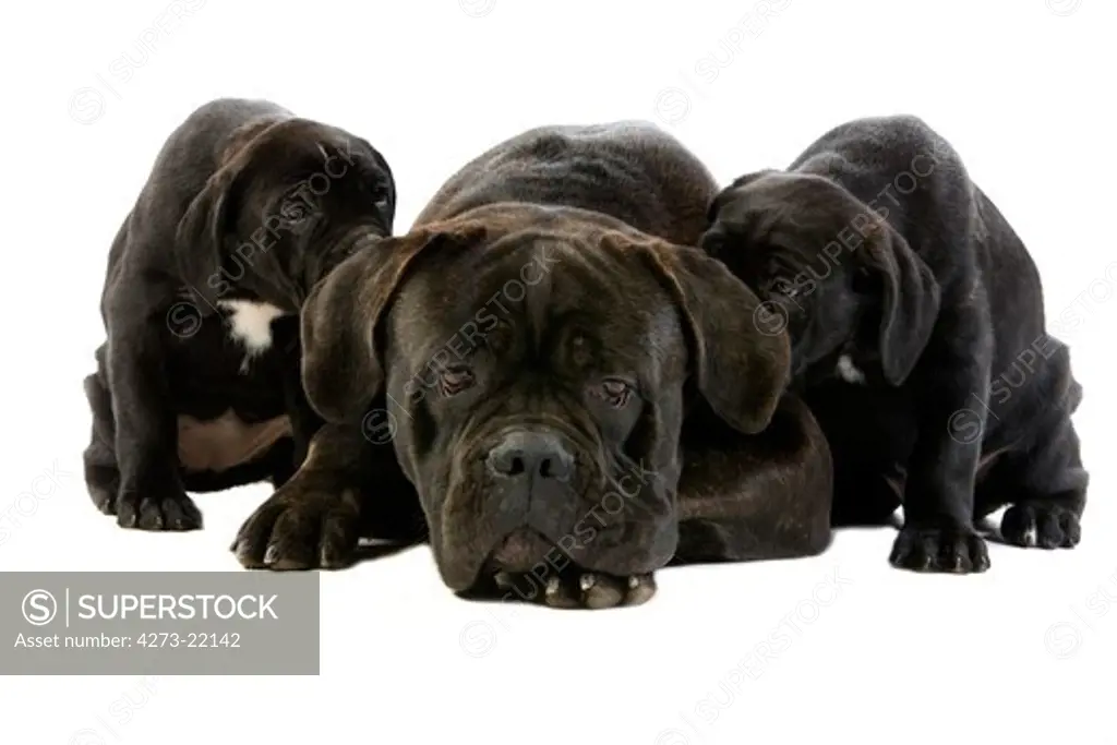 Cane Corso, a Dog Breed from Italy, Mother and Puppies  against White Background