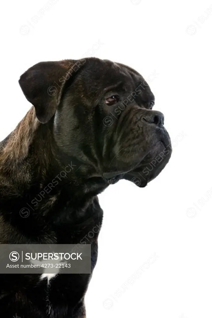 Cane Corso, a Dog Breed from Italy, Portrait of Adult against White Background