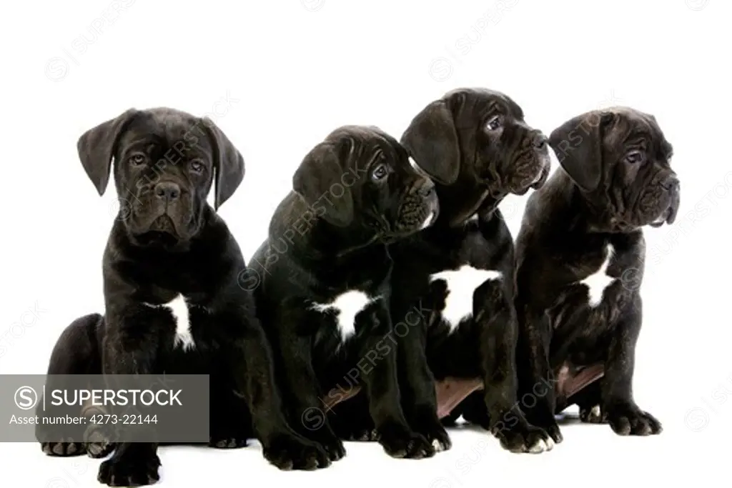 Cane Corso, a Dog Breed from Italy, Puppies sitting against White Background