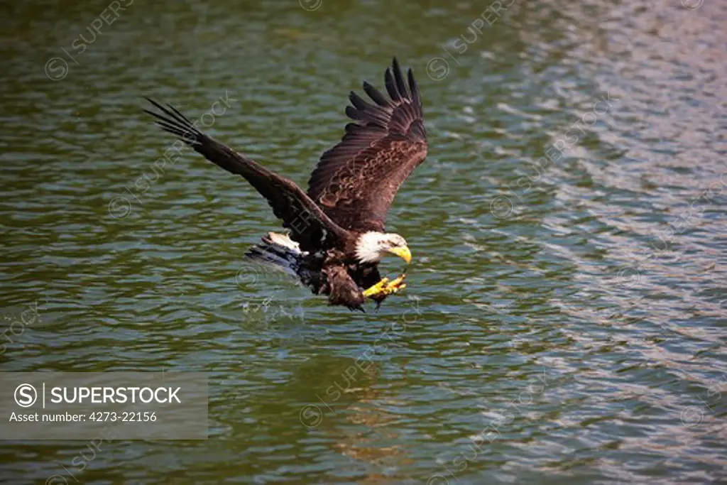 Bald Eagle, haliaeetus leucocephalus, Immature in Flight above water, Fishing