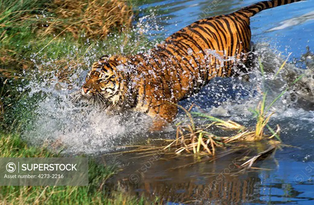 Sumatran Tiger, Panthera Tigris Sumatrae, Adult Running Through Water