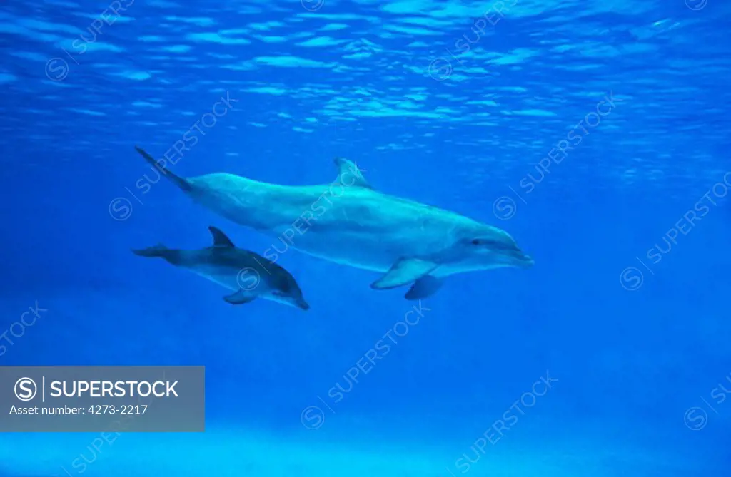 Bottlenose Dolphin, Tursiops Truncatus, Female With Calf