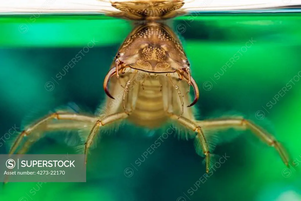 Great Diving Beetle, dytiscus marginalis, Larva standing in Water, Normandy